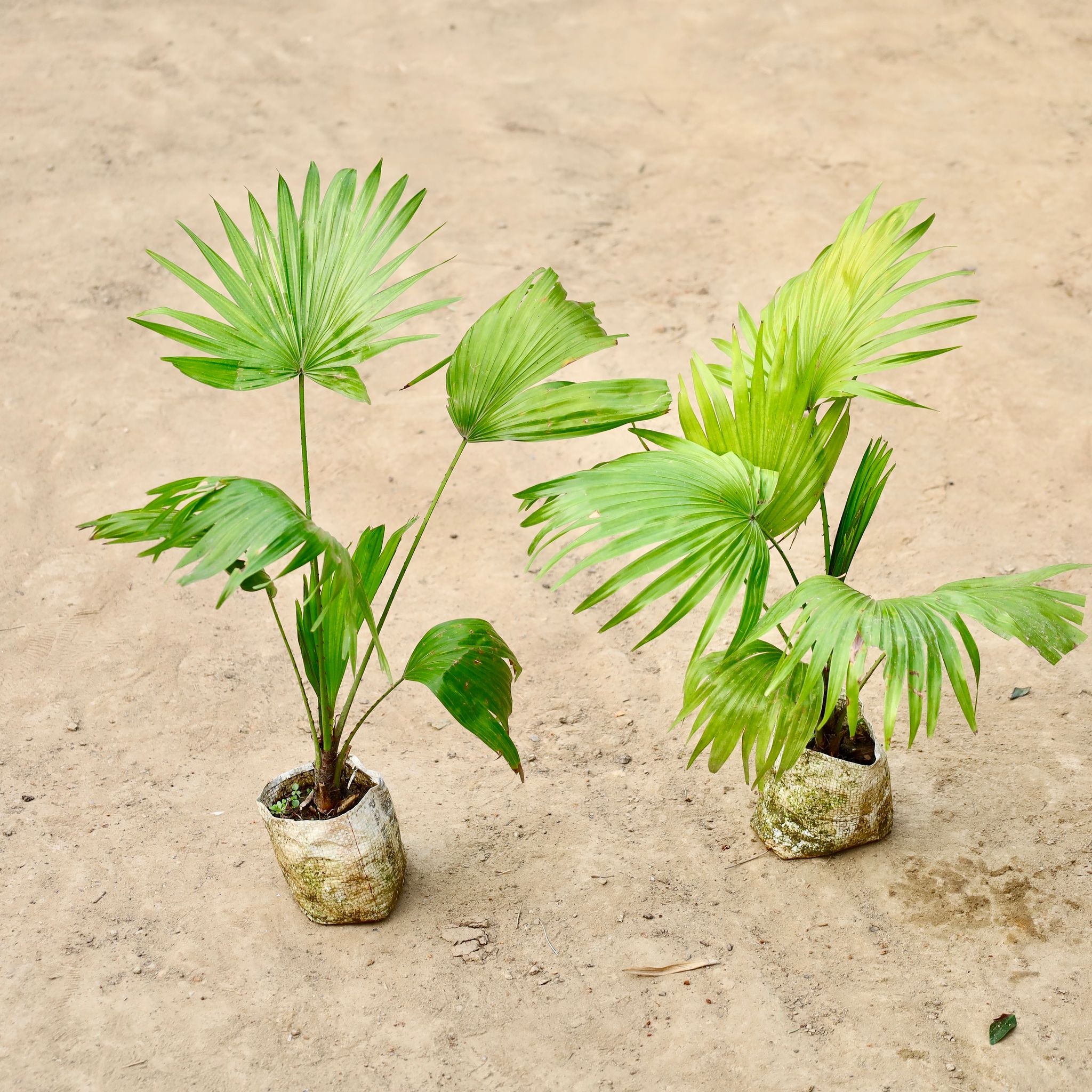 Set of 2 - China Palm in 4 inch Nursery Bag