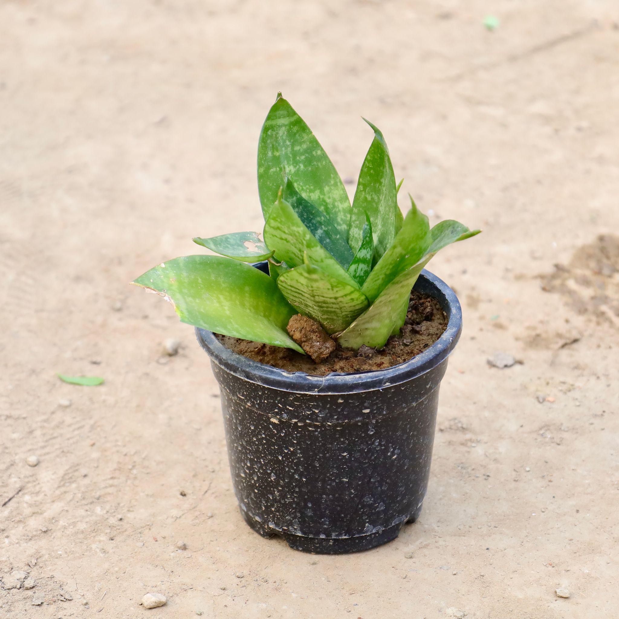 Snake Green Dwarf in 4 inch Nursery Pot
