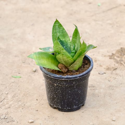 Snake Green Dwarf in 4 inch Nursery Pot