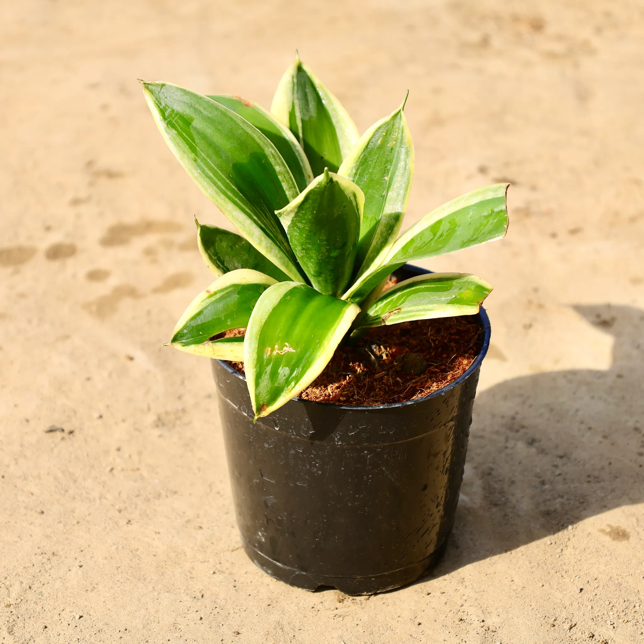 Snake Yellow Dwarf in 4 inch Nursery Pot