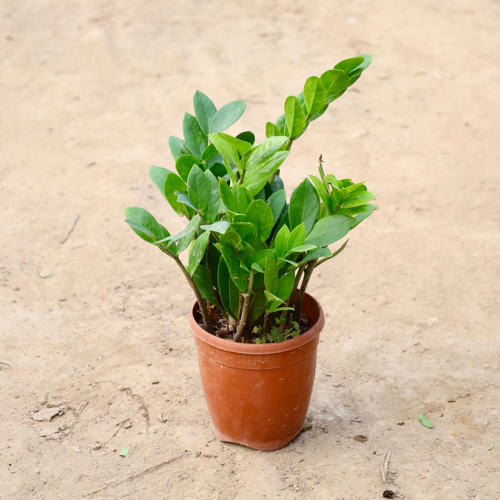 Zz Plant Green In 6 Inch Nursery Pot