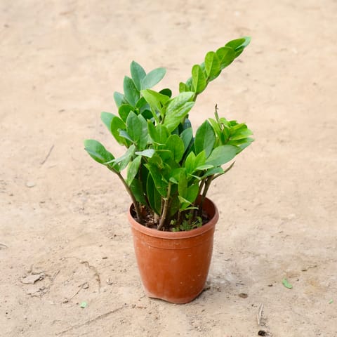 Zz Plant Green In 6 Inch Nursery Pot
