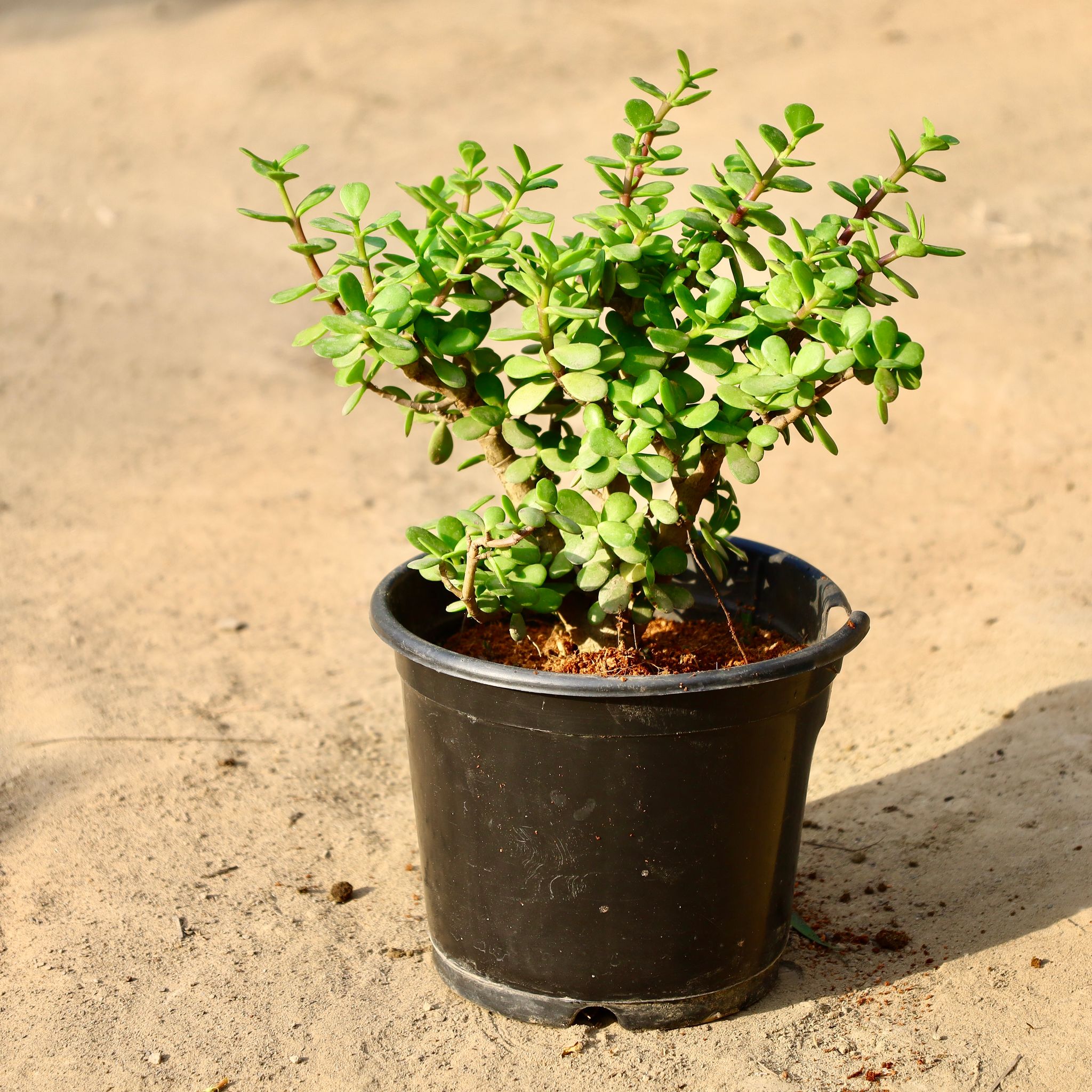 Jade Big Leaf (2 Years Old) in 6 inch Nursery Pot
