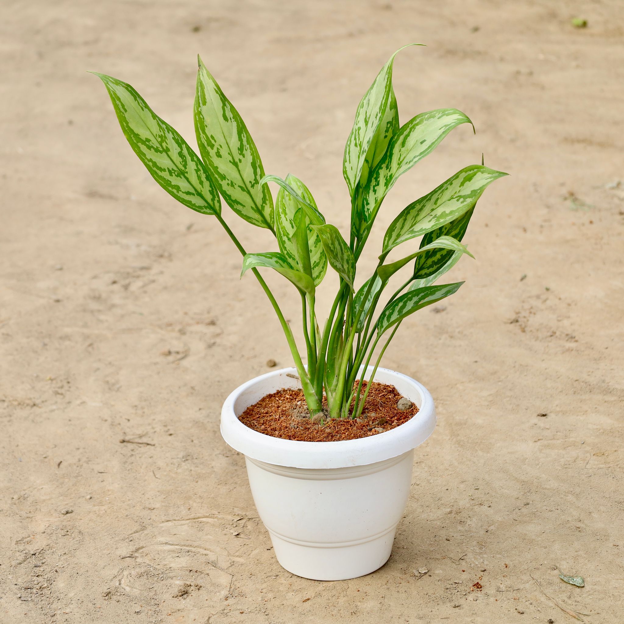 Aglaonema Chinese Evergreen In 8 Inch White Classy Plastic Pot