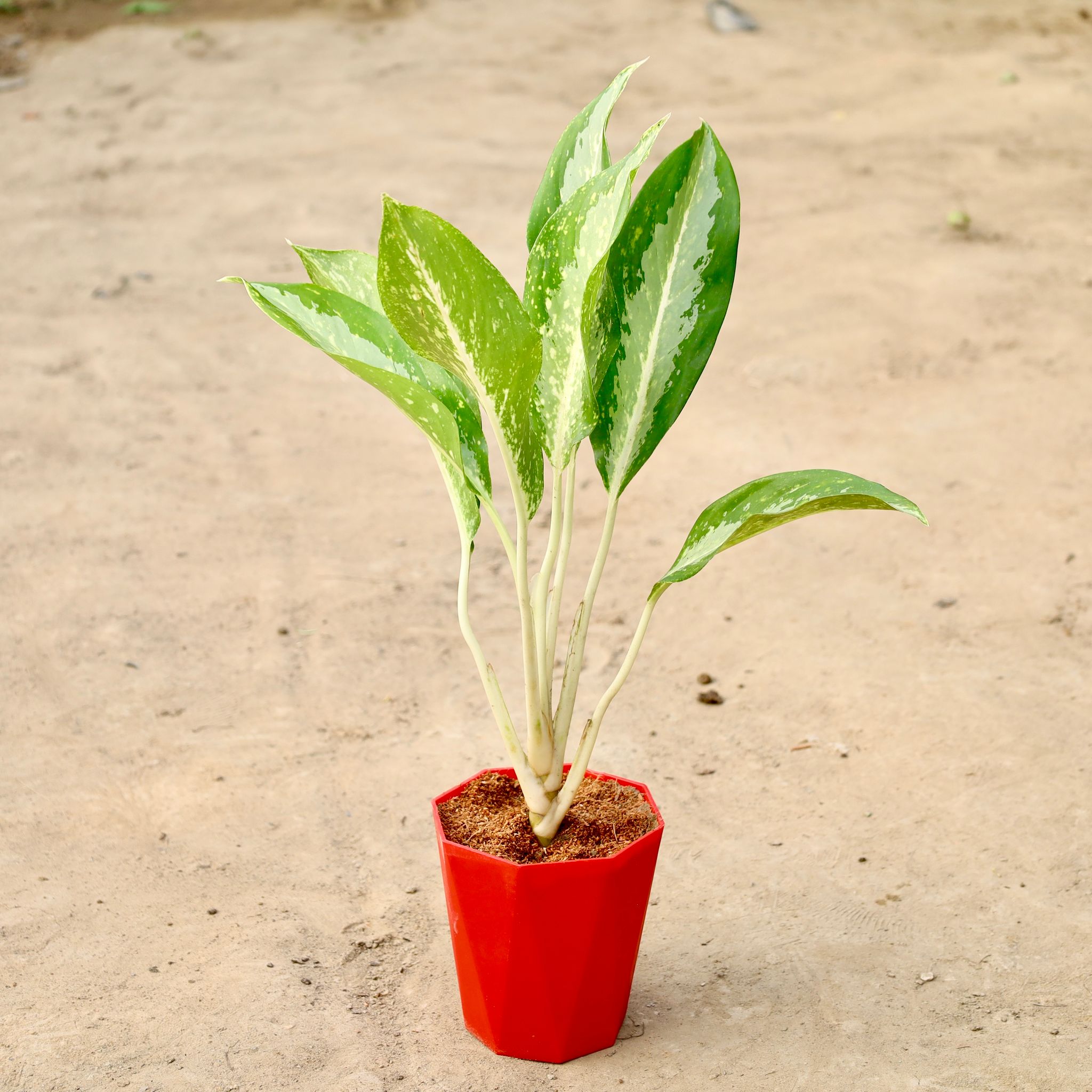 Aglaonema Siliver Queen In 6 Inch Daimanti Pot (Any Colour)