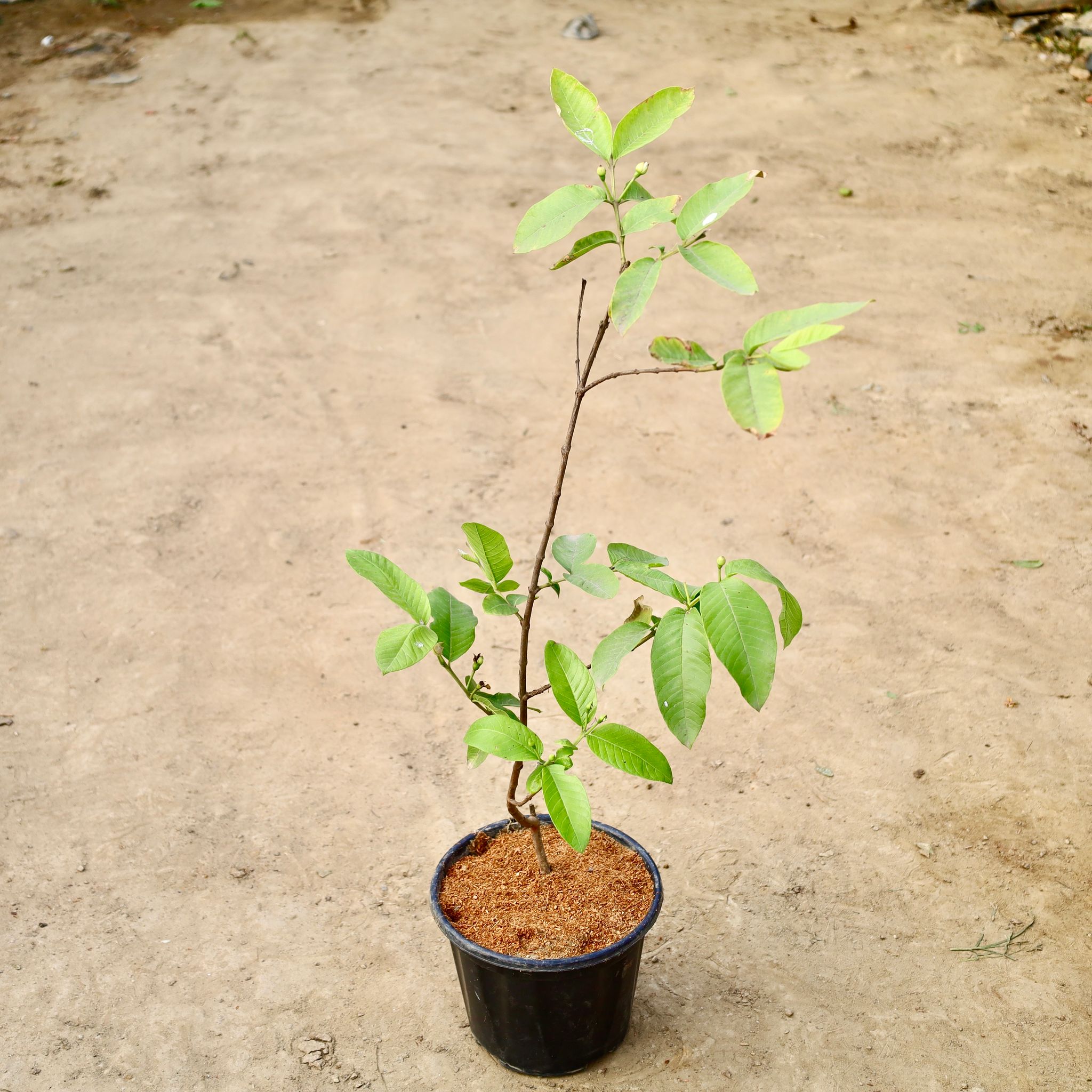 Amrood / Guava All Time (~3-4 Ft) In 10 Inch Nursery Pot