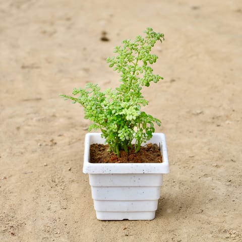 Baby Tears In 4 Inch Live Fresh Plant White Marble Premium Orchid Square Plastic Pot in Sector 29