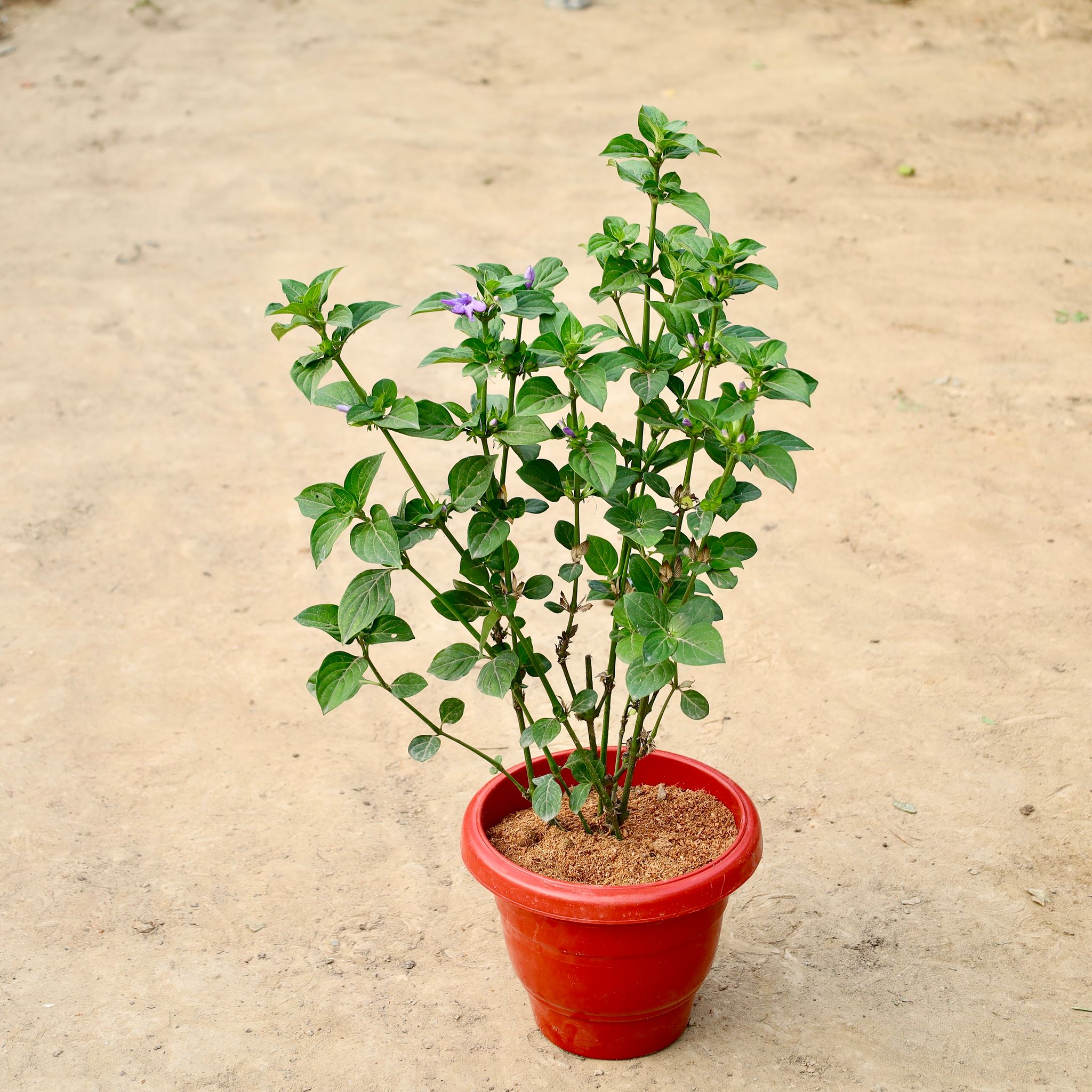 Barlaria Blue All Season In 10 Inch Red Classy Plastic Pot