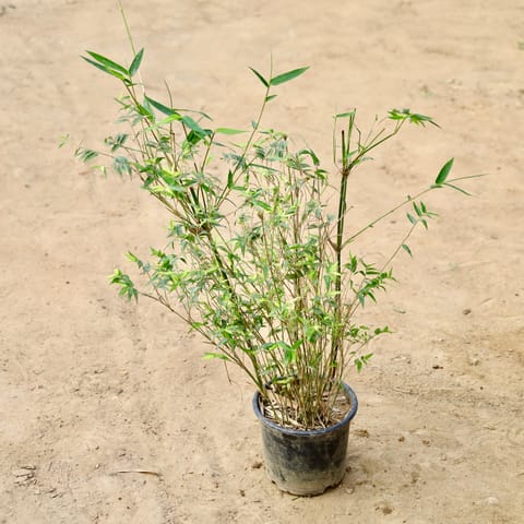 Chinese Bamboo / Miniature Bamboo In 6 Inch Nursery Pot