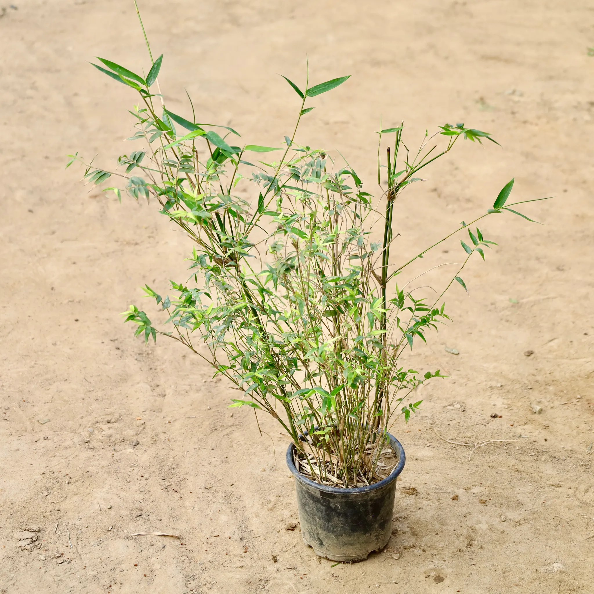Chinese Bamboo / Miniature Bamboo In 6 Inch Nursery Pot