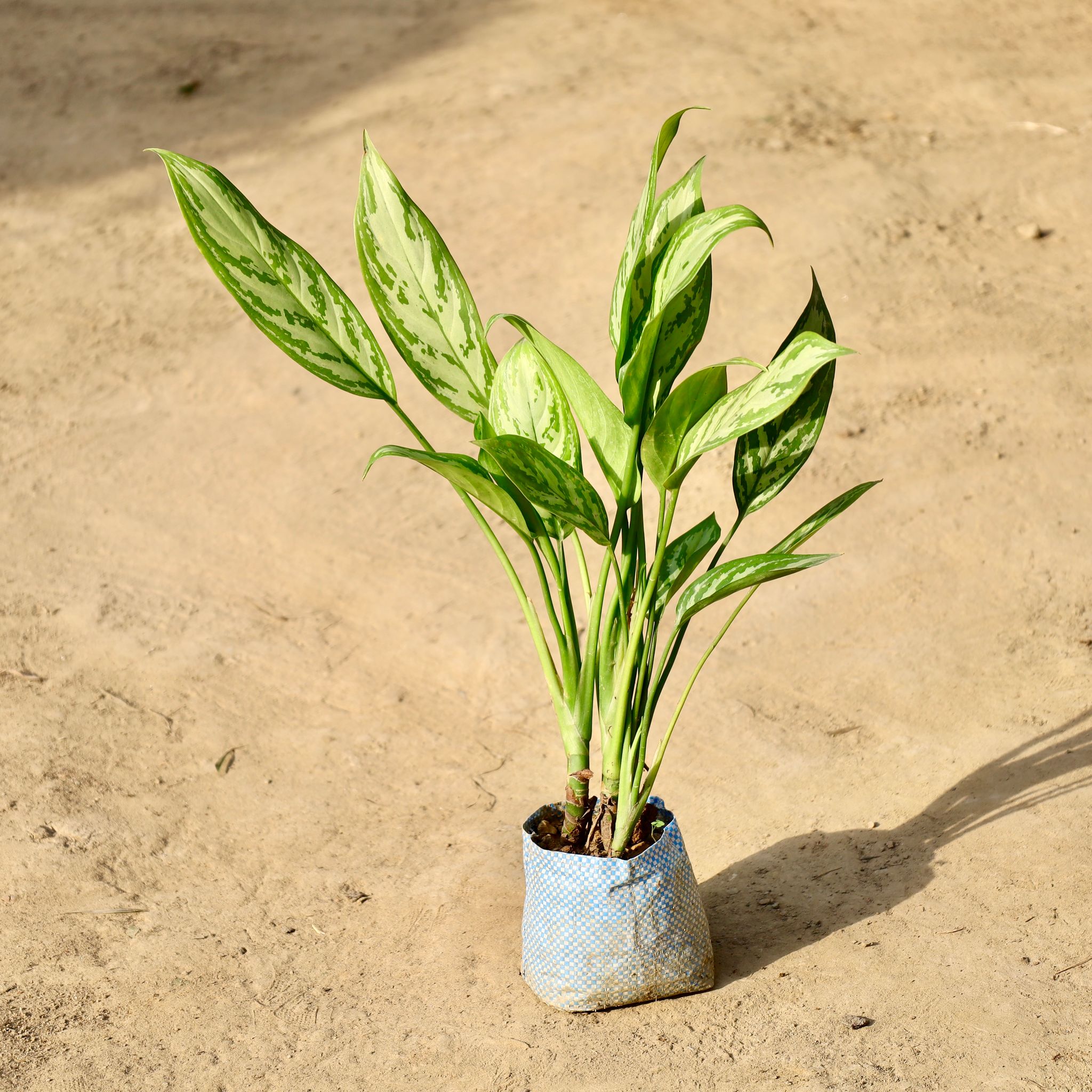 Aglaonema Chinese Evergreen In 4 Inch Nursery Bag