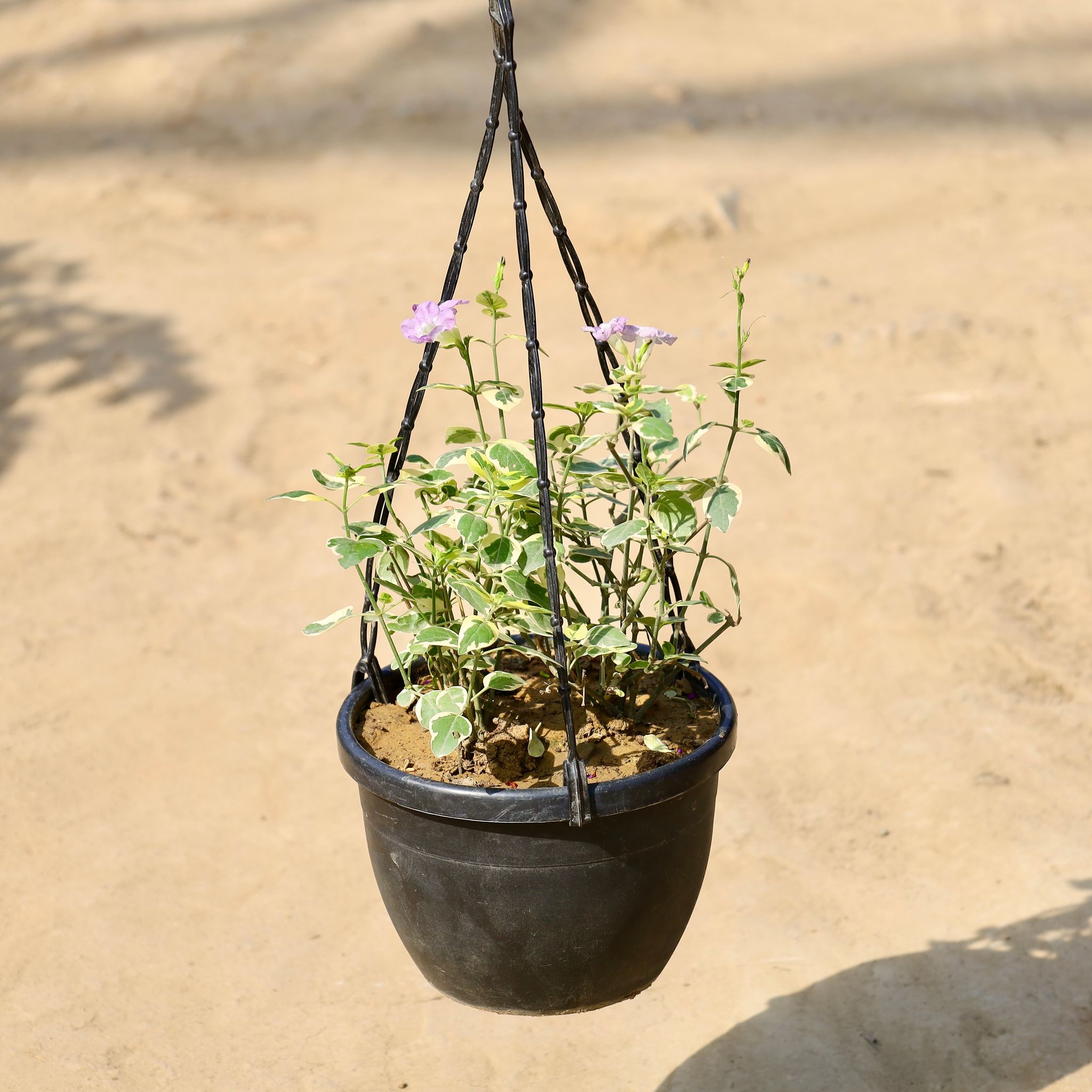 Chinese Violet In 8 Inch Hanging Basket | Ornamental Plant