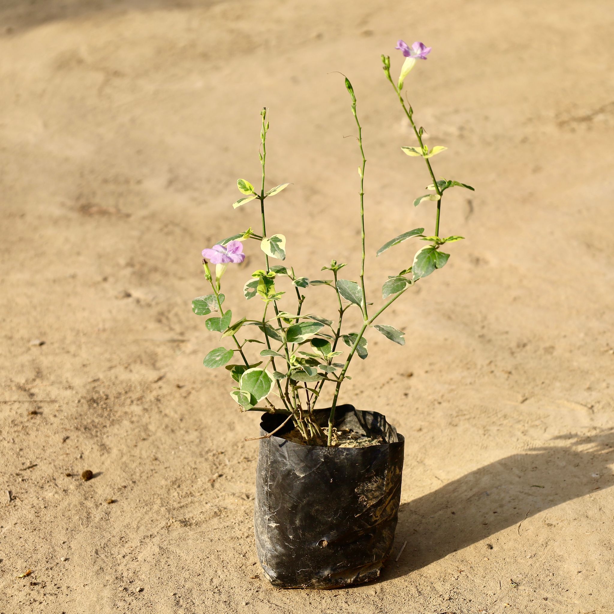 Chinese Violet In 4 Inch Nursery Bag