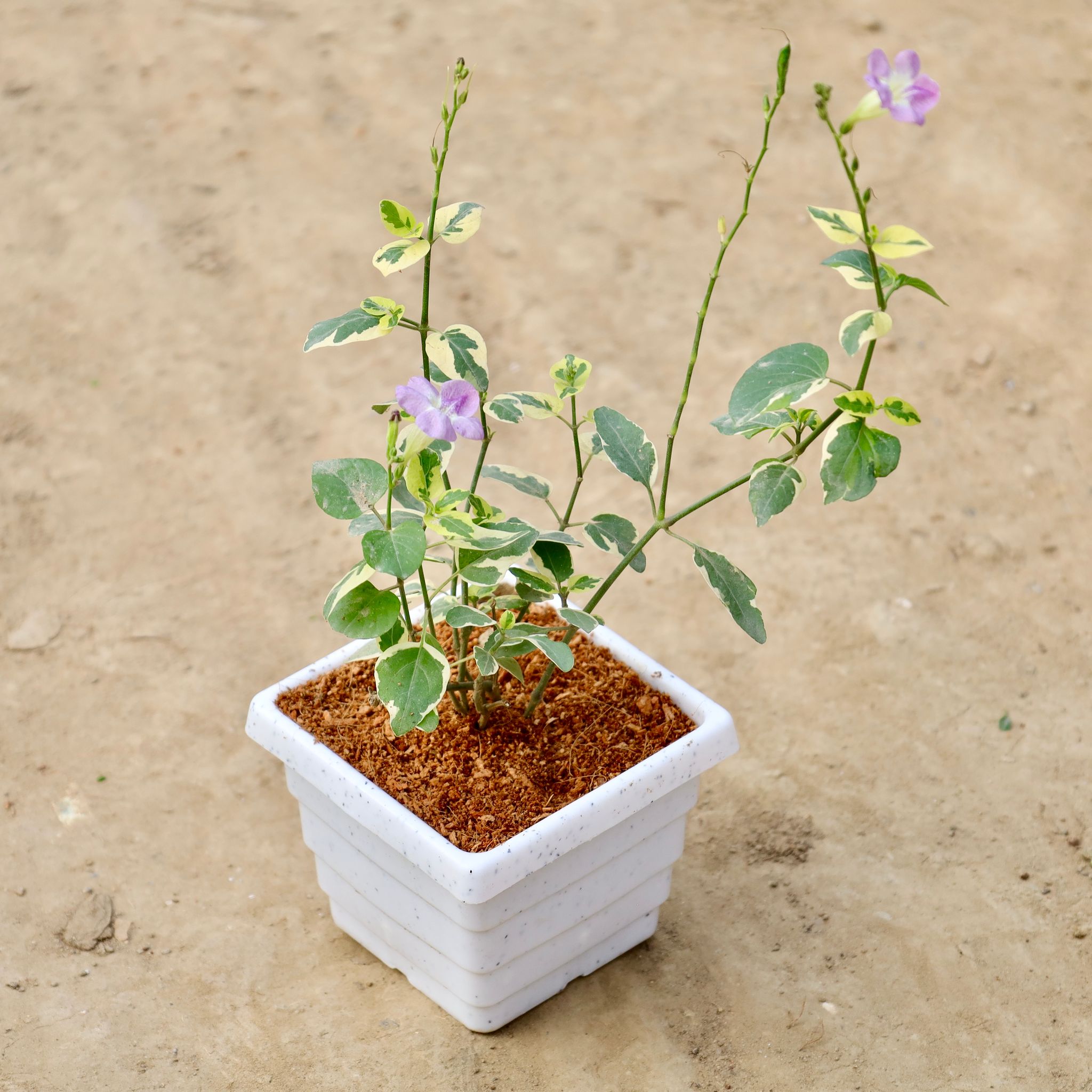 Chinese Violet In 4 Inch White Marble Premium Orchid Square Plastic Pot