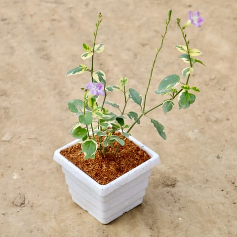 Chinese Violet In 4 Inch White Marble Premium Orchid Square Plastic Pot