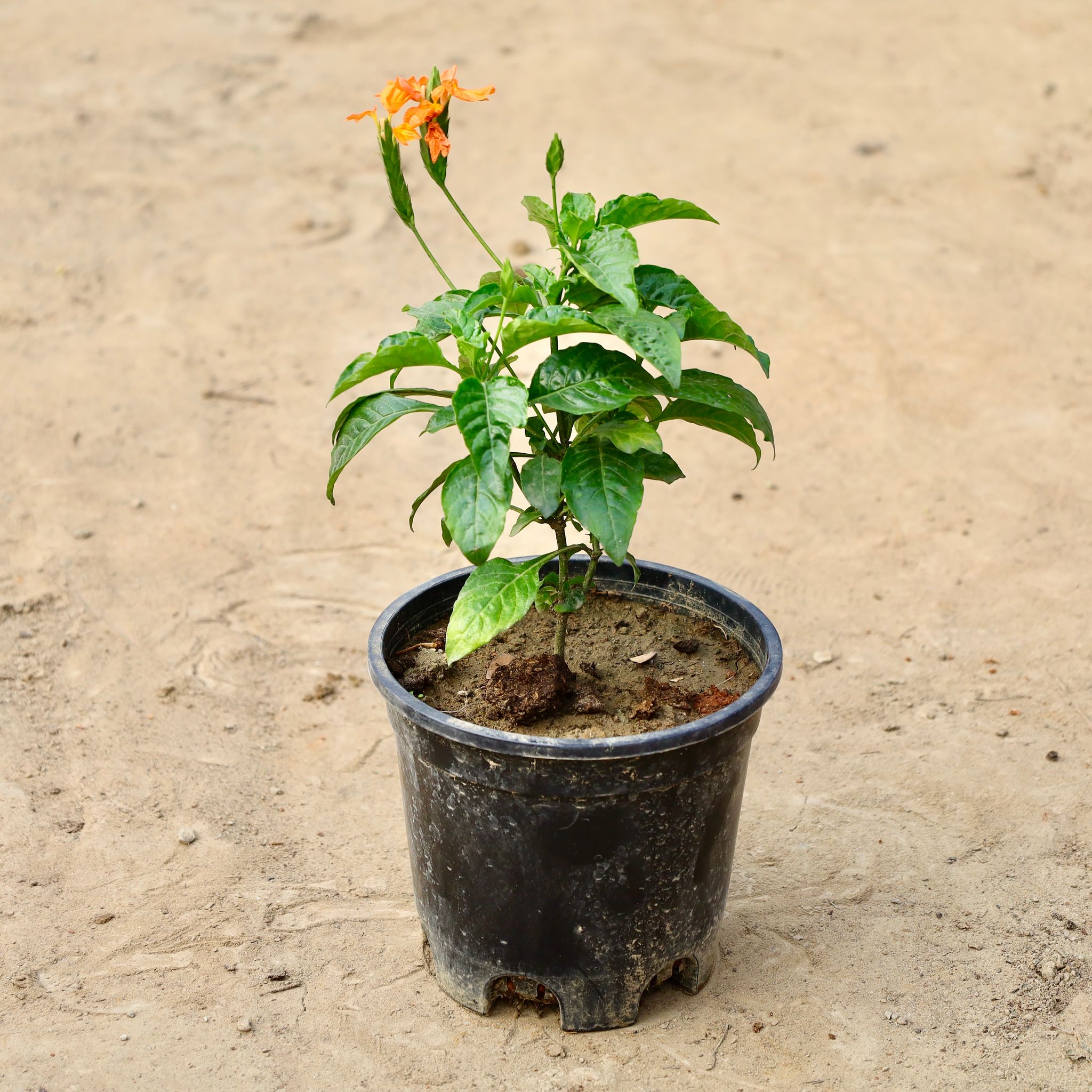 Crossandra (Any Colour) In 6 Inch Nursery Pot