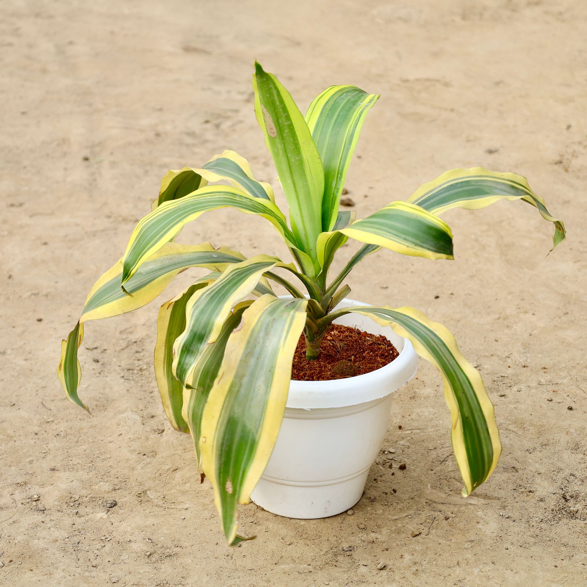 Dracaena Victoria In 8 Inch White Classy Plastic Pot
