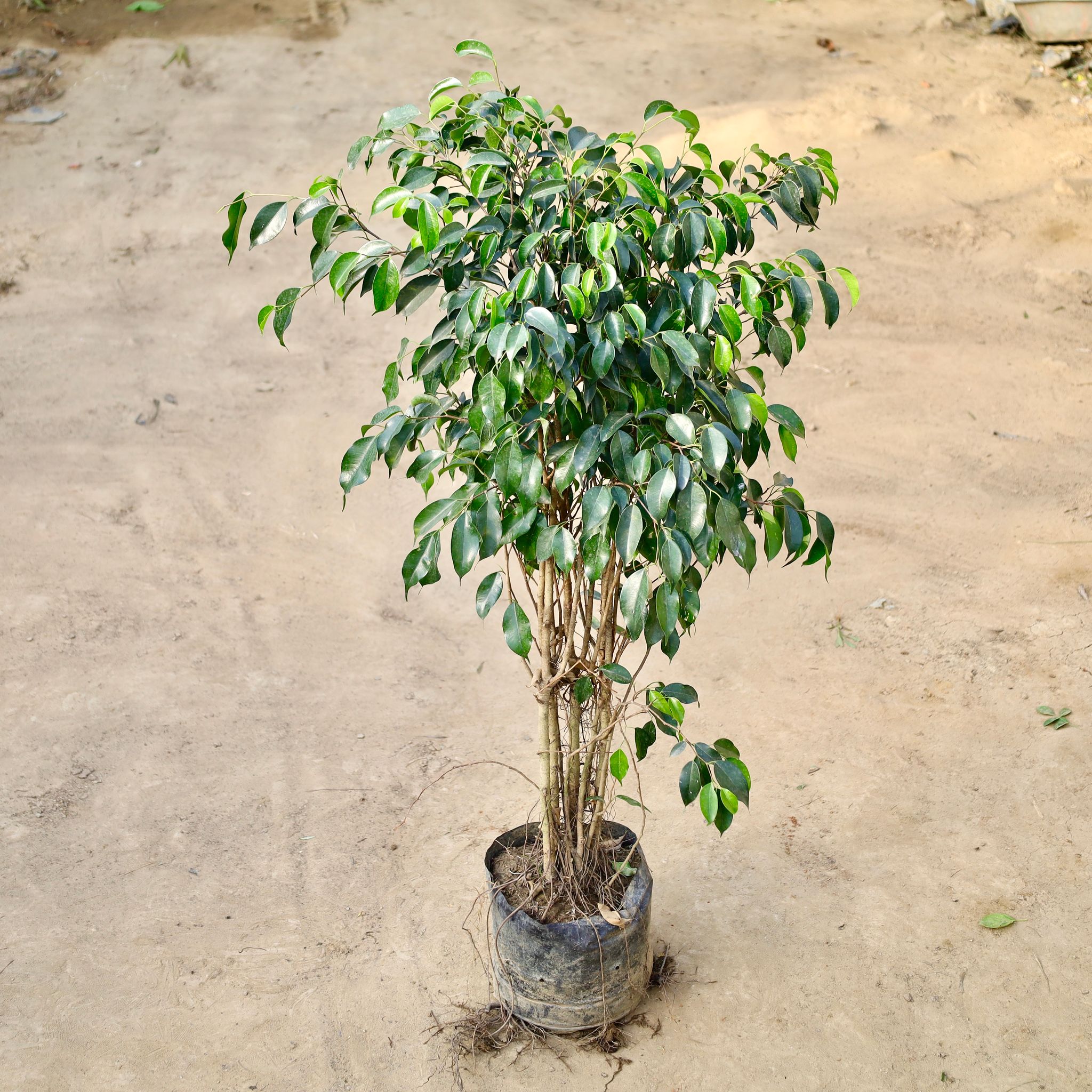 Ficus Black / Weeping Fig (~3-4 Ft) In 10 Inch Nursery Bag