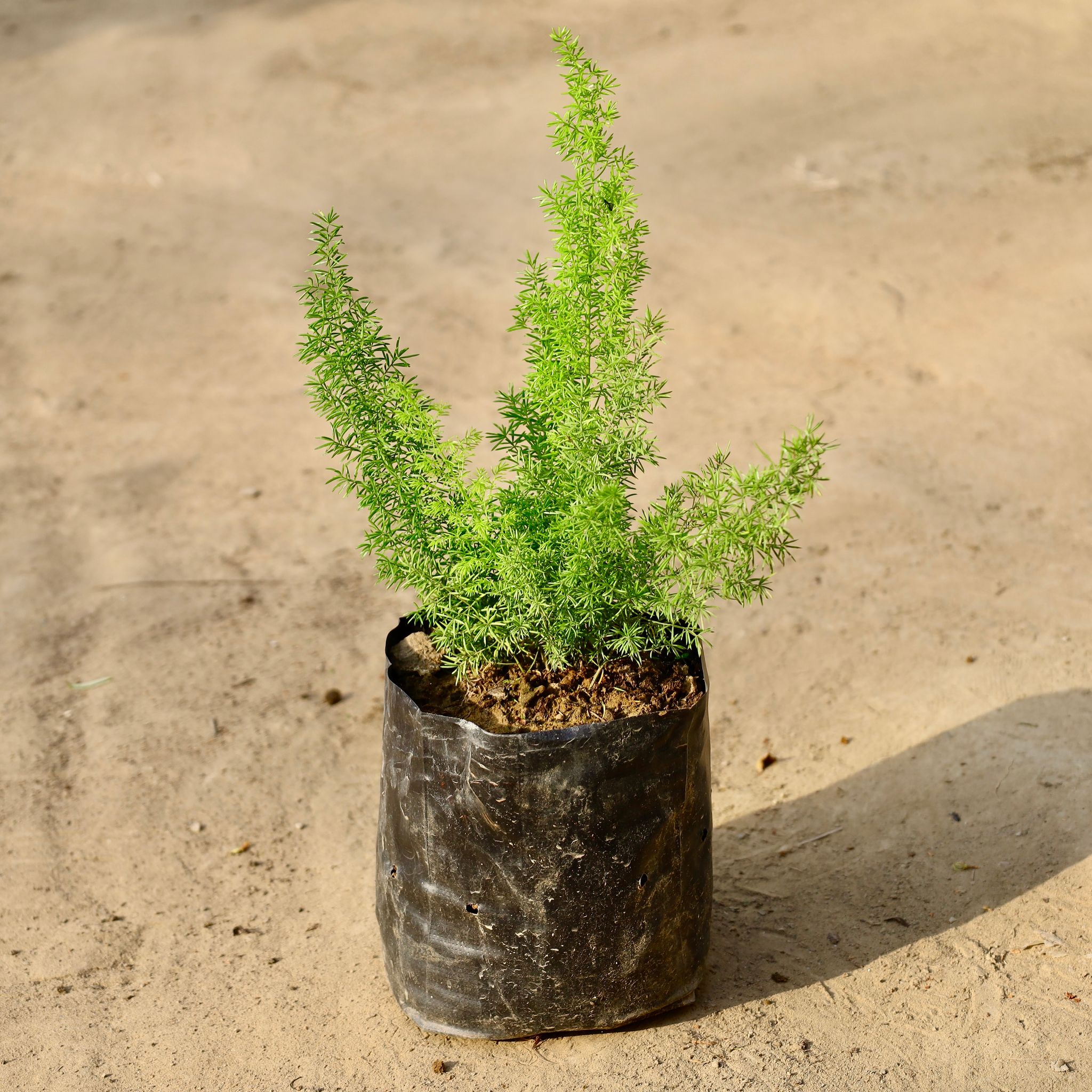 Foxtail Marry Red In 5 Inch Nursery Bag