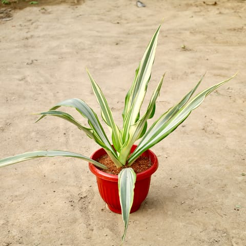 Furcaria/ Furcraea In 10 Inch Red Olive Plastic Pot