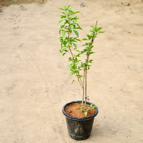 Grafted Bel Patra (~3-4 Ft) In 10 Inch Nursery Bag