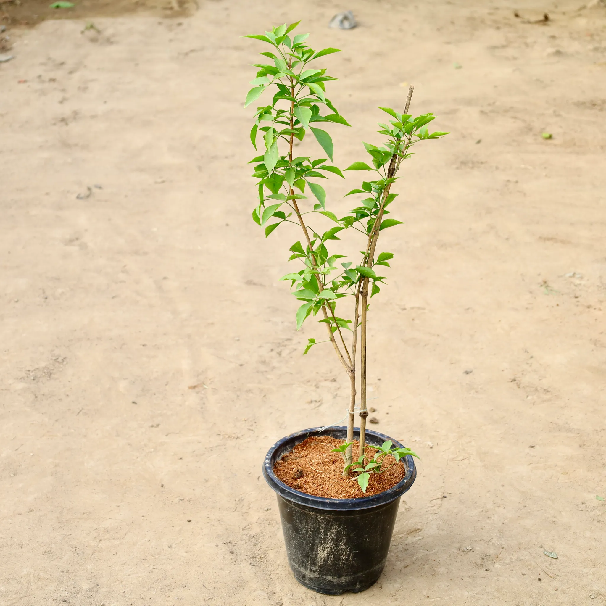 Grafted Bel Patra (~3-4 Ft) In 10 Inch Nursery Bag