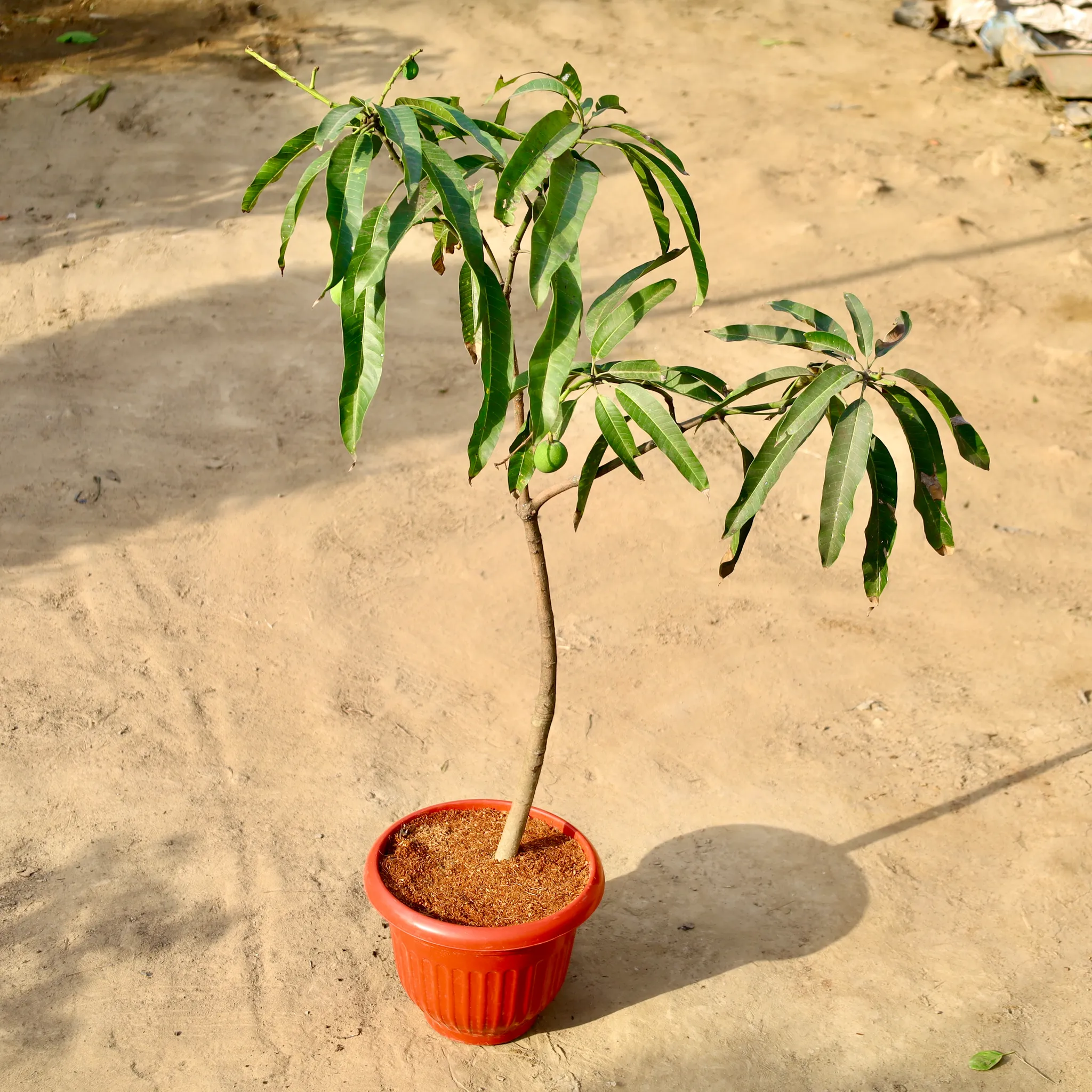Grafted Mango In 12 Inch Olive Red Plastic Pot