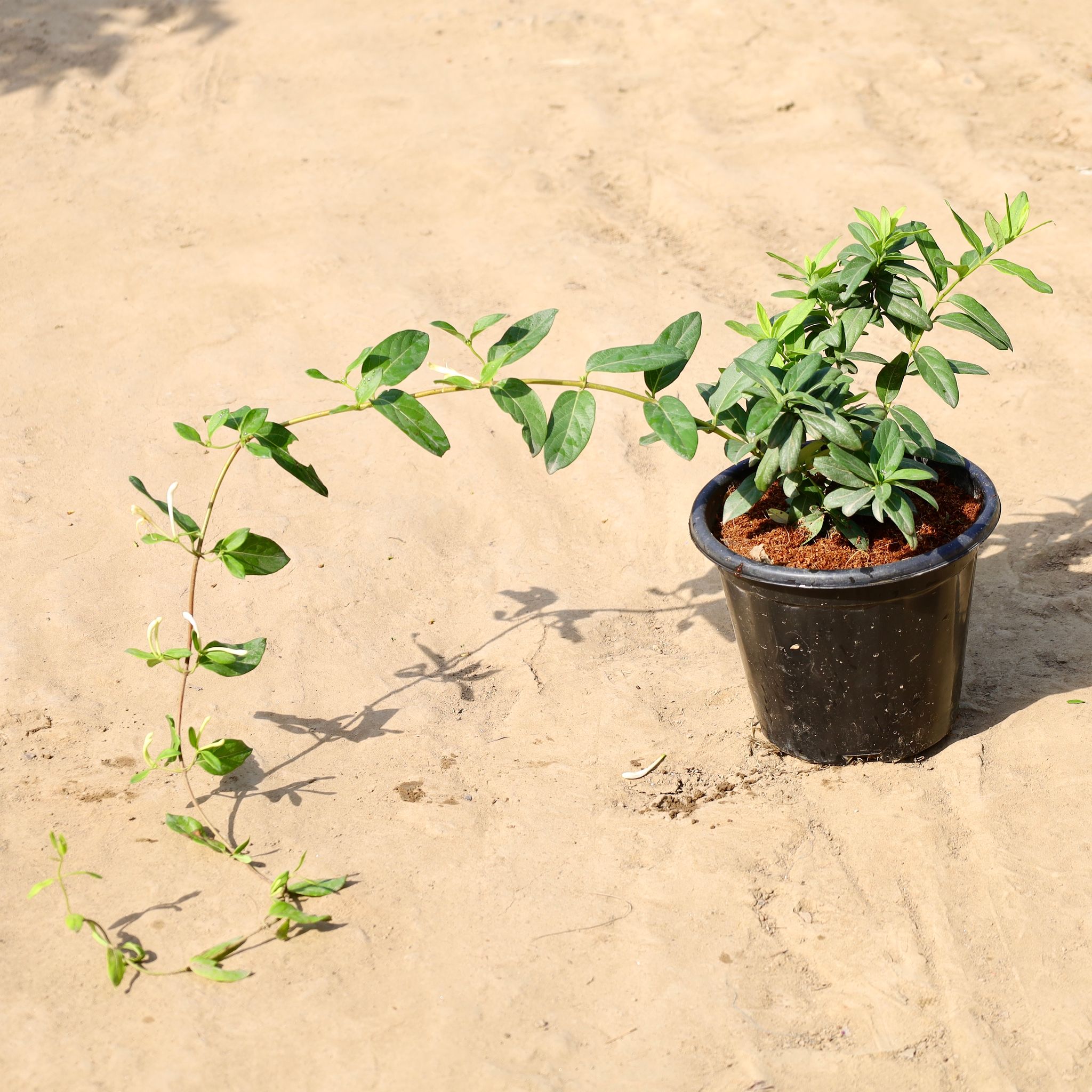 Japanese Honey Suckle / Scented Vine In 8 Inch Nursery Pot