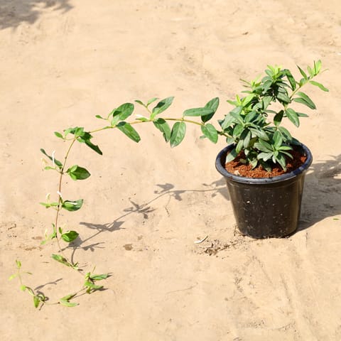 Japanese Honey Suckle / Scented Vine In 8 Inch Nursery Pot