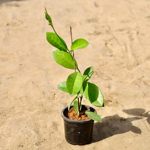 Hoya Green Vine / Bel In 4 Inch Nursery Pot