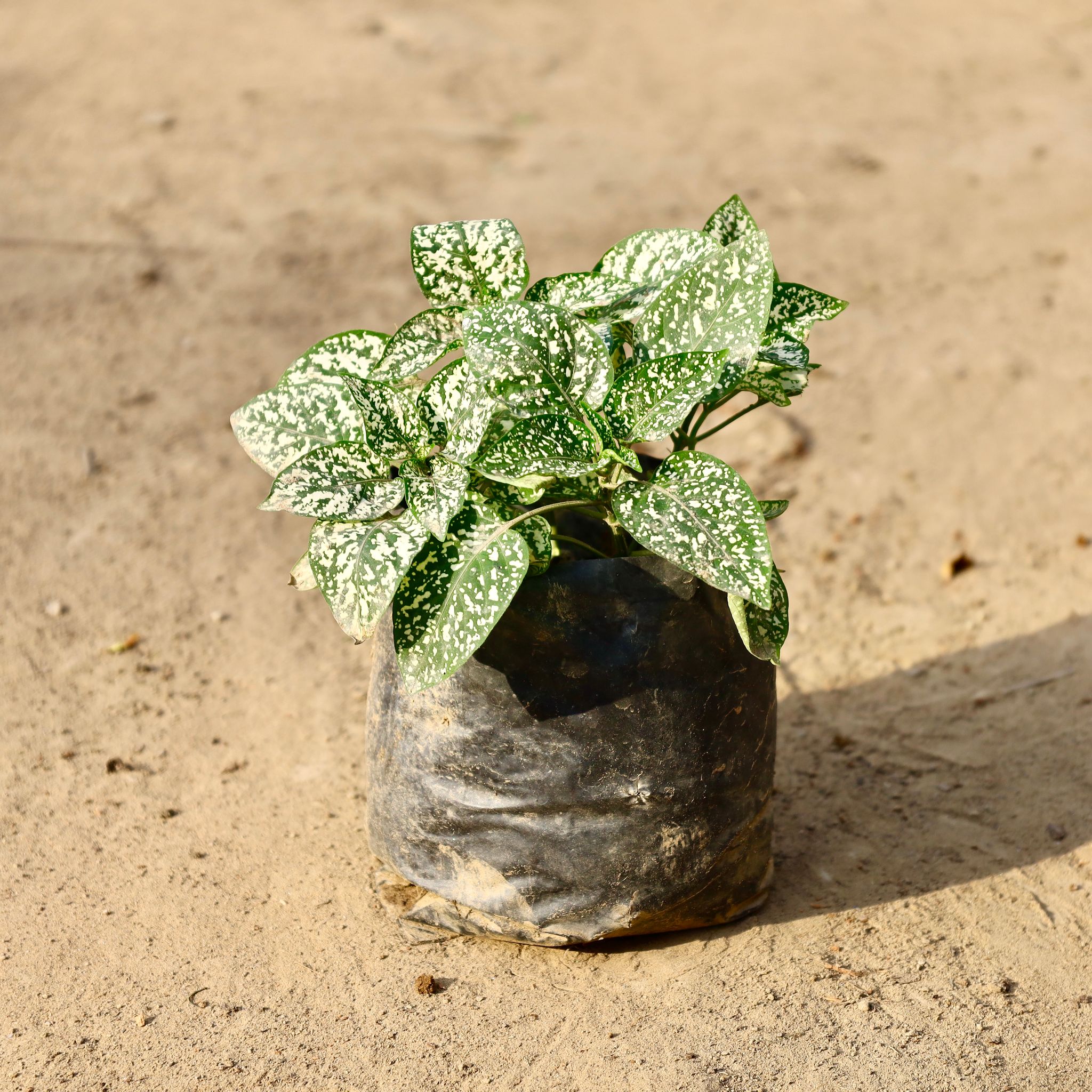 Hypoestes / Polka Dot White In 4 Inch Nursery Bag