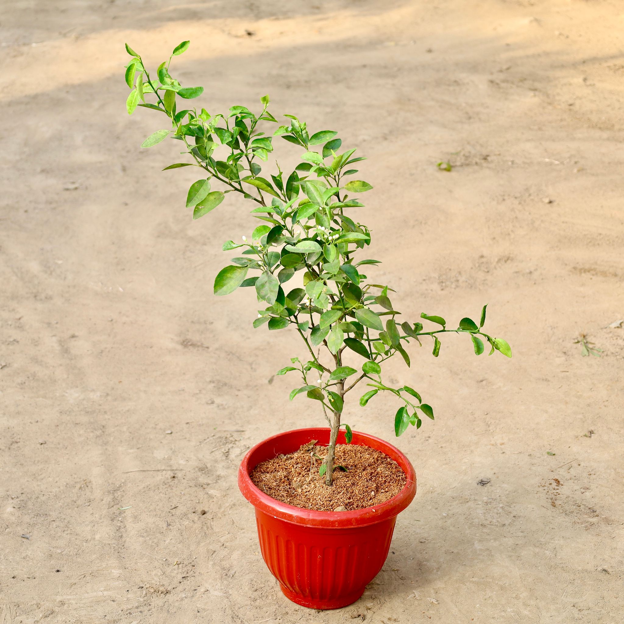 Kagzi Lemon All Time In 10 Inch Red Olive Plastic Pot