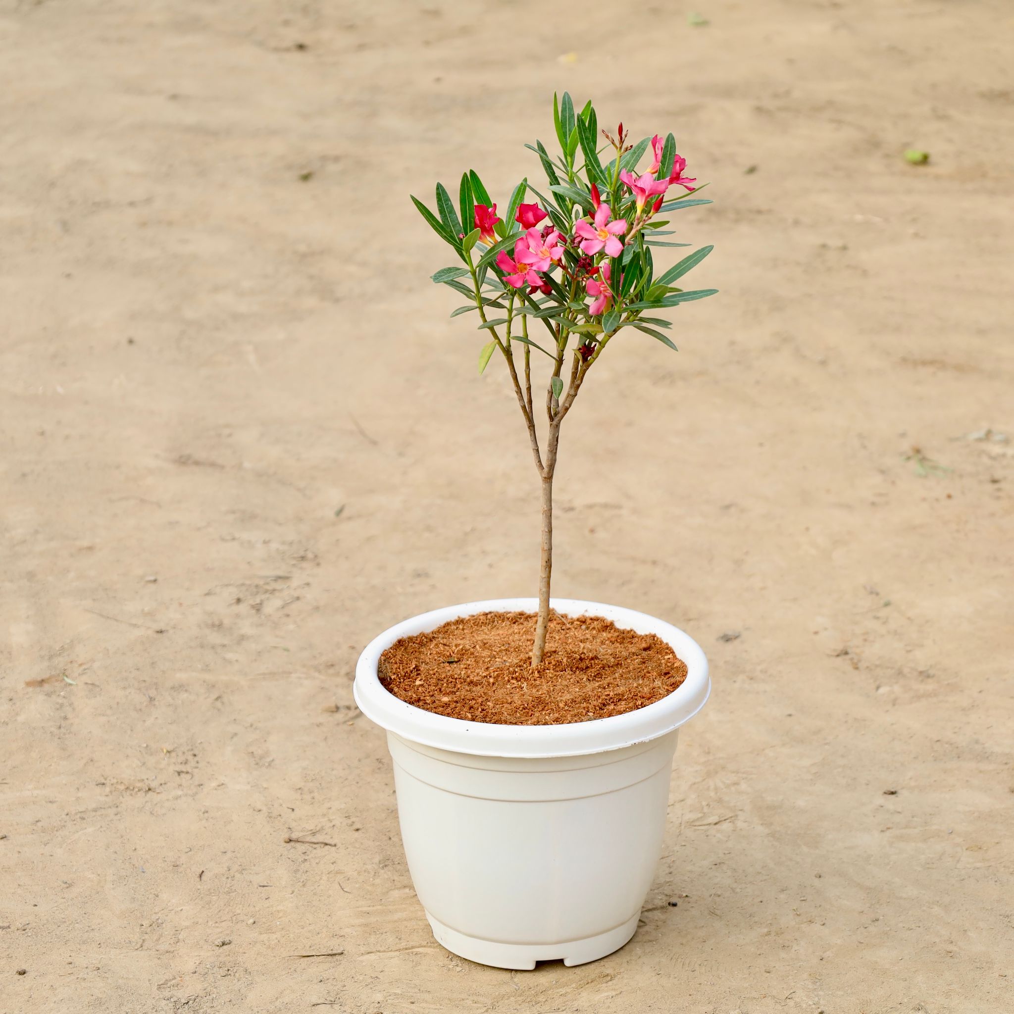 Kaner Dwarf (Any Colour) In 10 Inch White Classy Plastic Pot