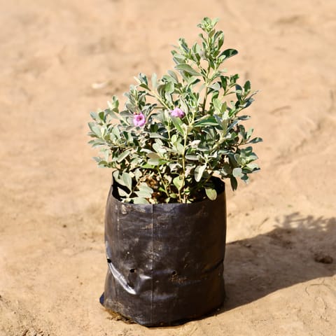 Nikodia / Texas Sage In 6 Inch Nursery Bag