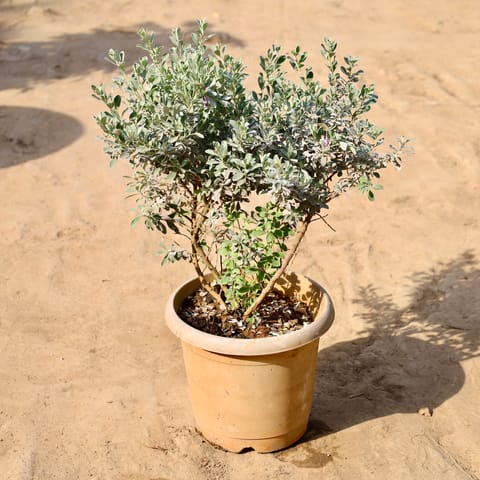 Nikodia / Texas Sage 3 Years Old In 10 Inch Nursery Pot
