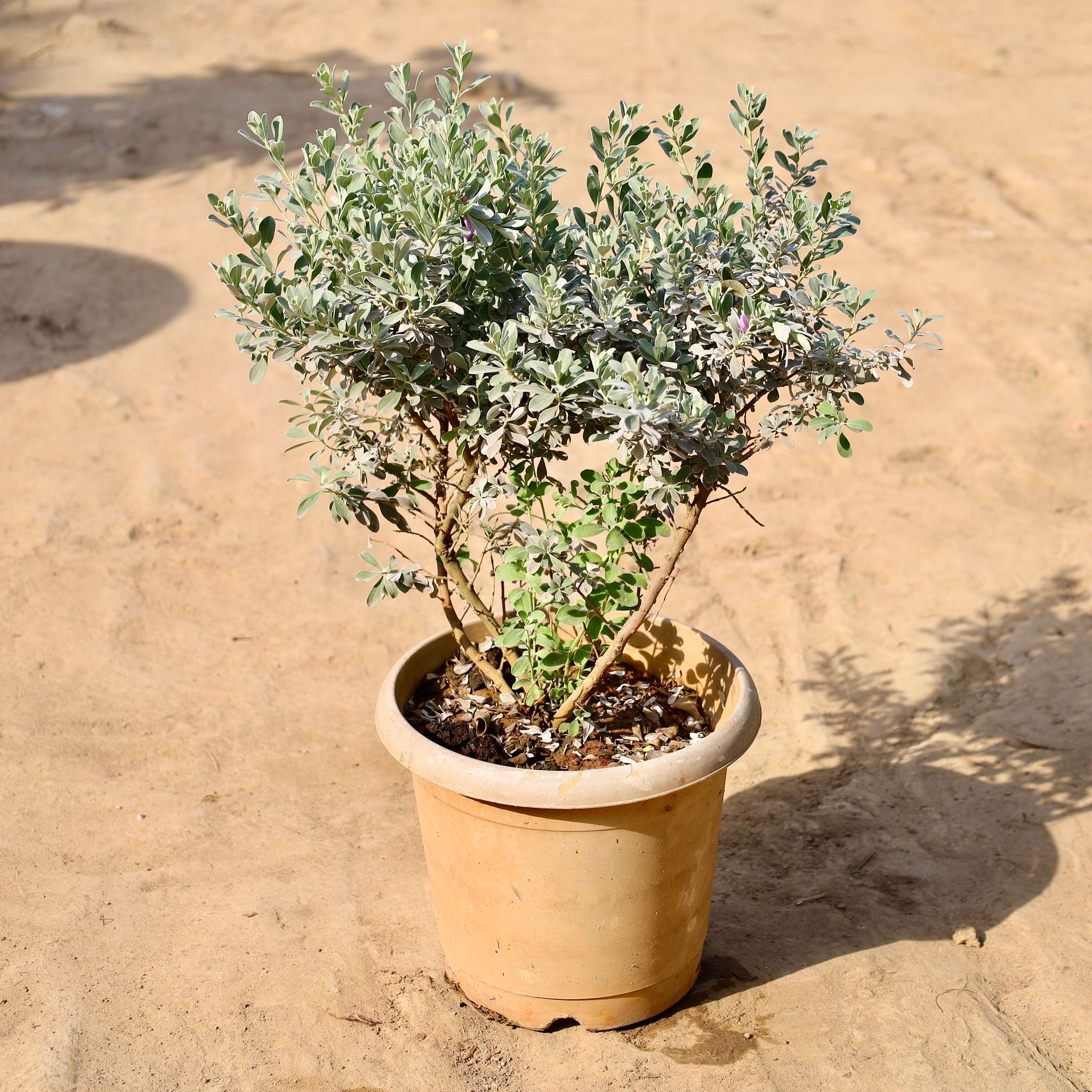 Nikodia / Texas Sage 3 Years Old In 10 Inch Nursery Pot
