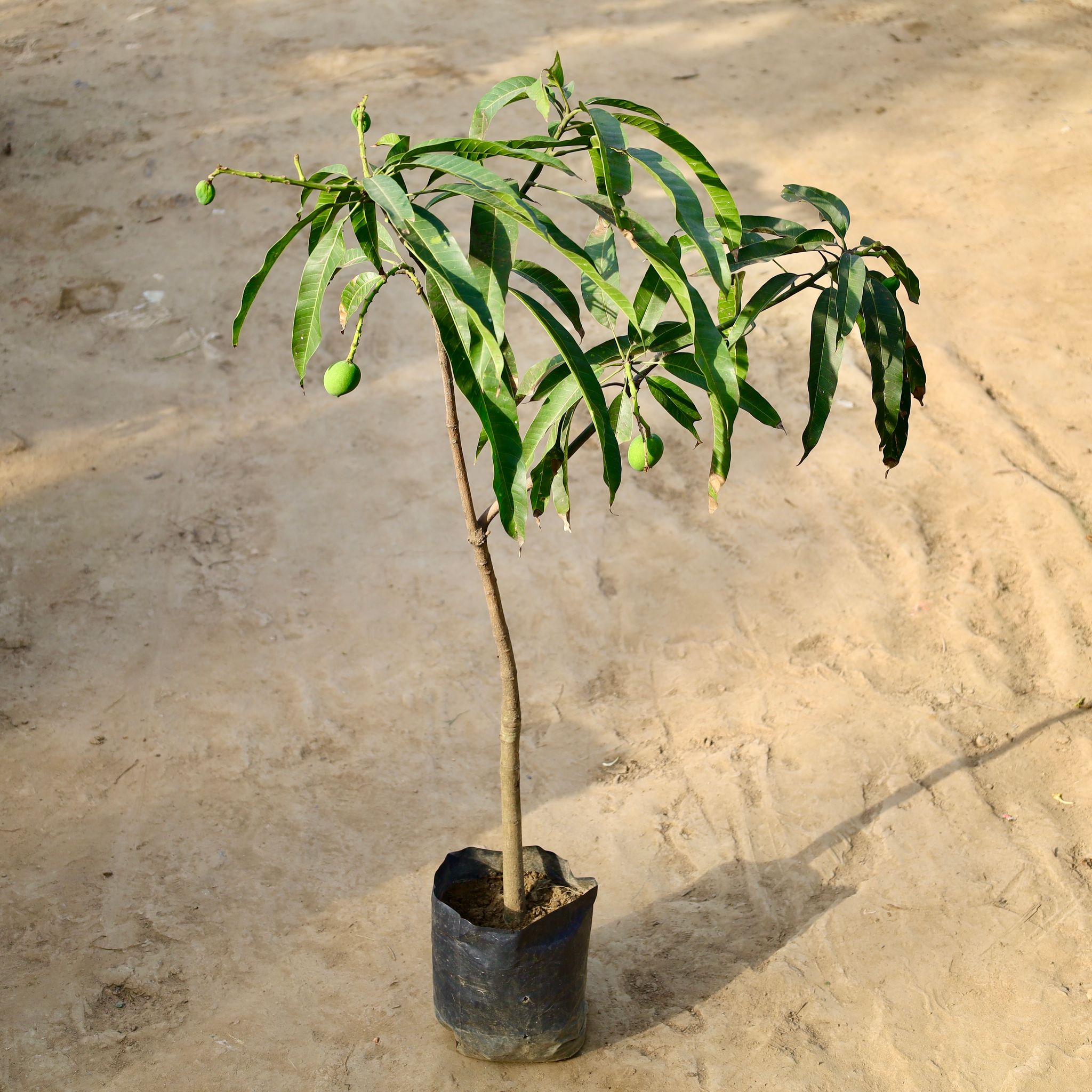 Mango Grafted (~ 4-5 Ft) 10 Inch Nursery Bag