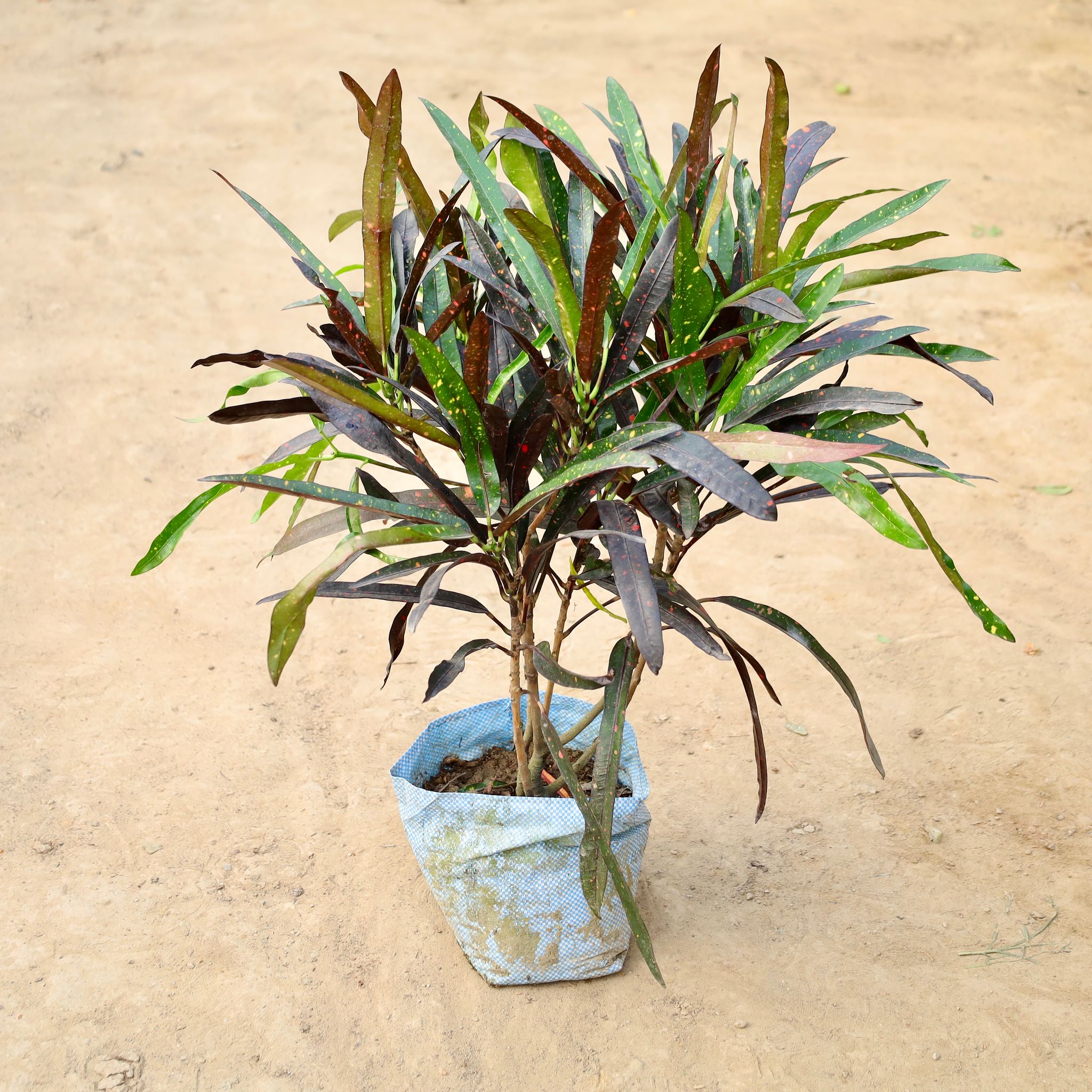 Mother Croton Black In 10 Inch Nursery Bag