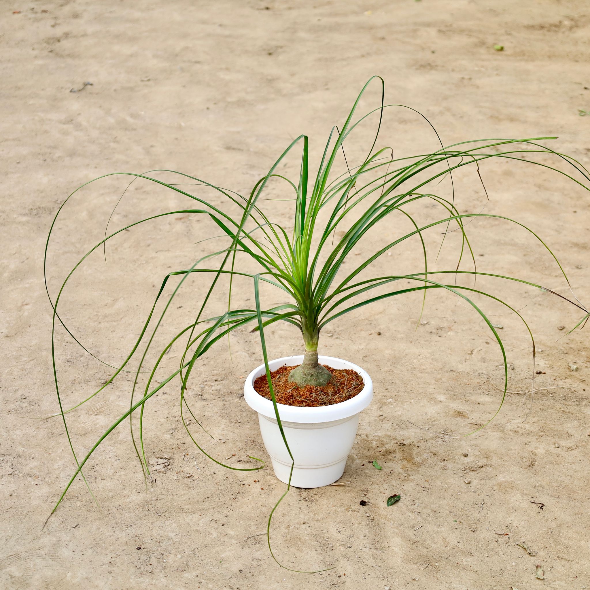 Nolina Palm / Ponytail Palm In 8 Inch White Classy Plastic Pot