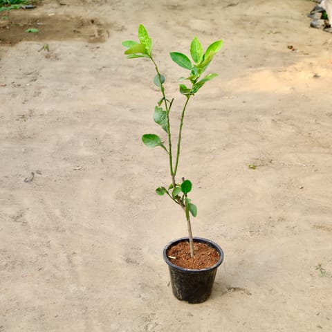 Orange / Santara In 8 Inch Nursery Pot
