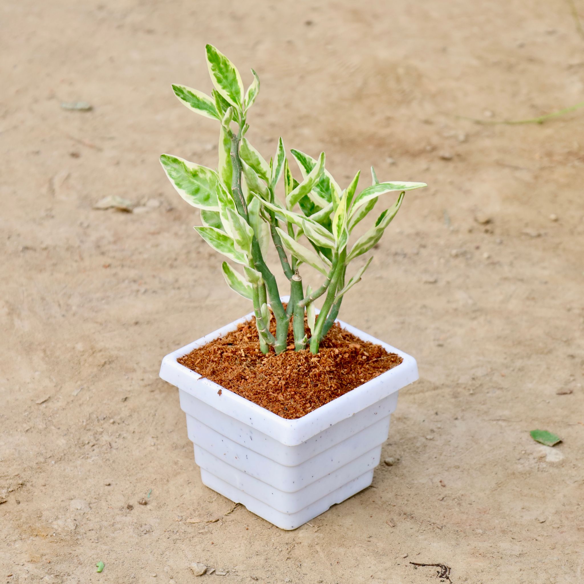 Pedilenthus / Devils Backbone In 4 Inch Square White Plastic Pot
