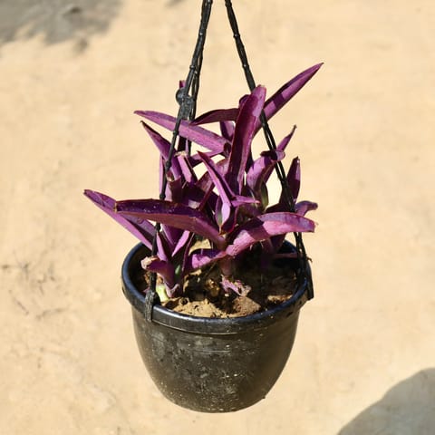 Purple Heart In 8 Inch Live Fresh Plant Hanging Basket in Worli Mumbai