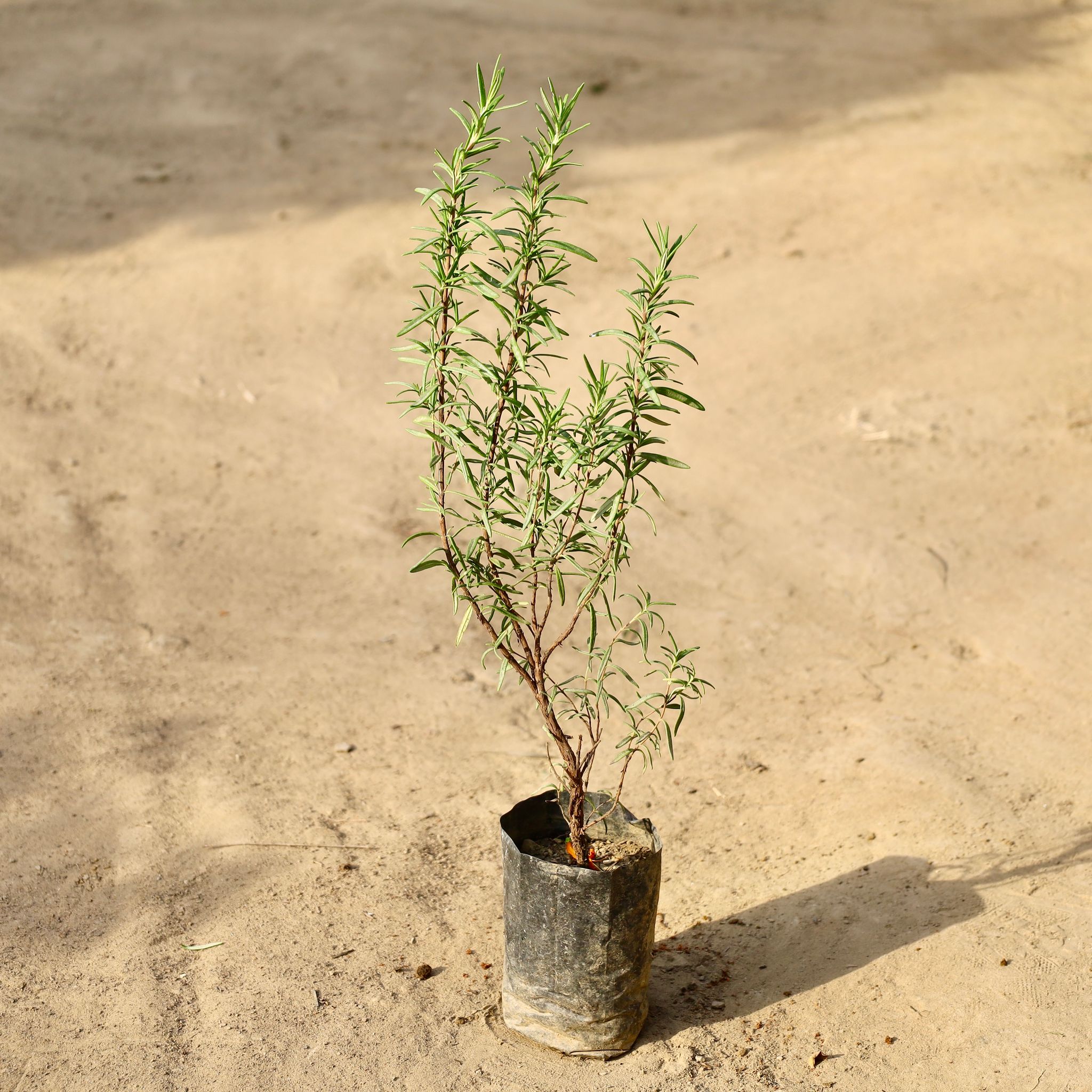 Rosemary In 4 Inch Nursery Bag