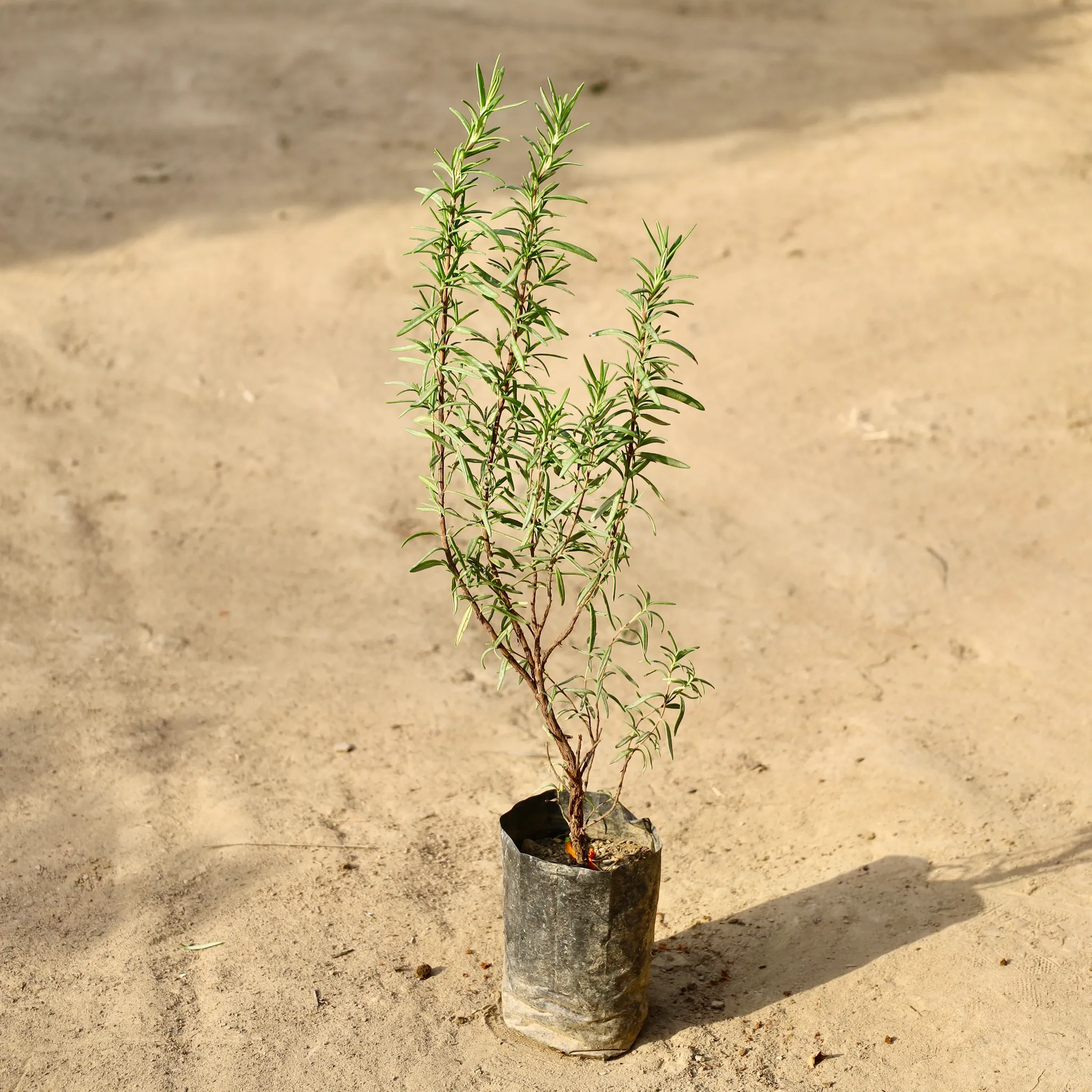 Rosemary In 4 Inch Nursery Bag