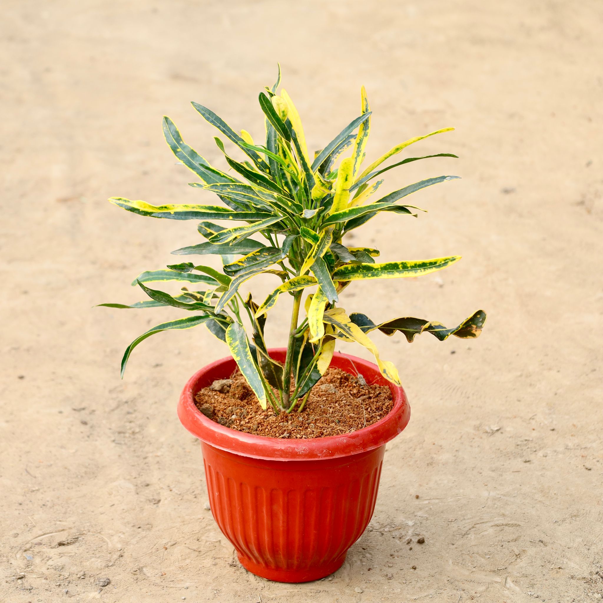 Screw Croton In 8 Inch Red Olive Plastic Pot
