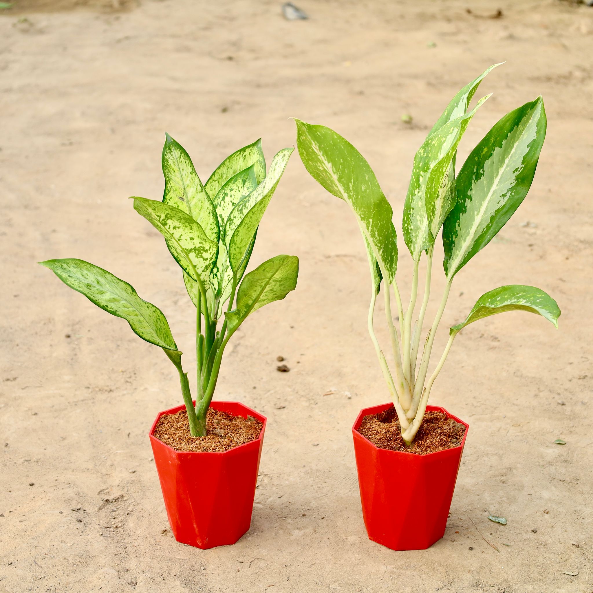 Set Of 2 - Aglaonema Marry And Silver Queen In 6 Inch Daimanti Plastic Pot (Any Colour)