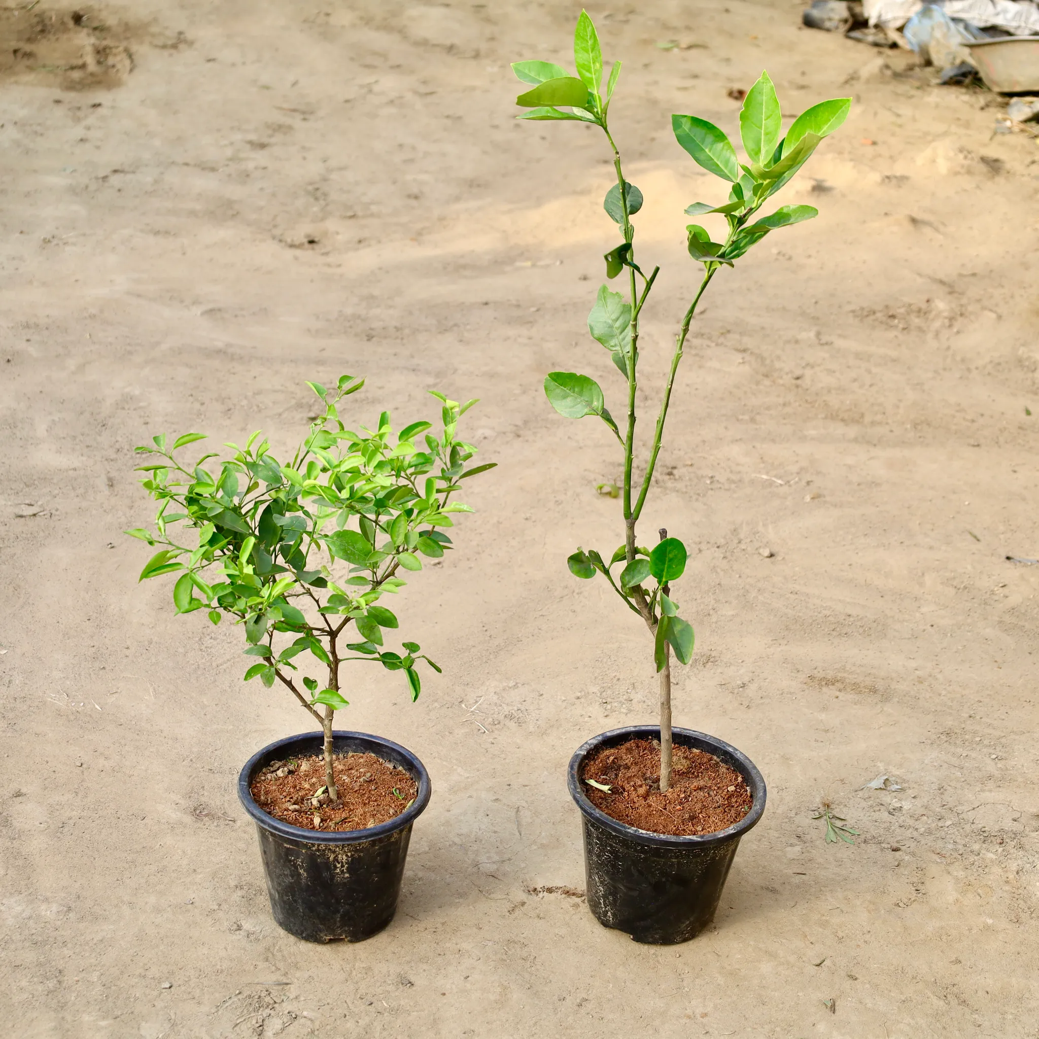 Set Of 2 - Kagzi Lemon And Orange In 8 Inch Nursery Pot