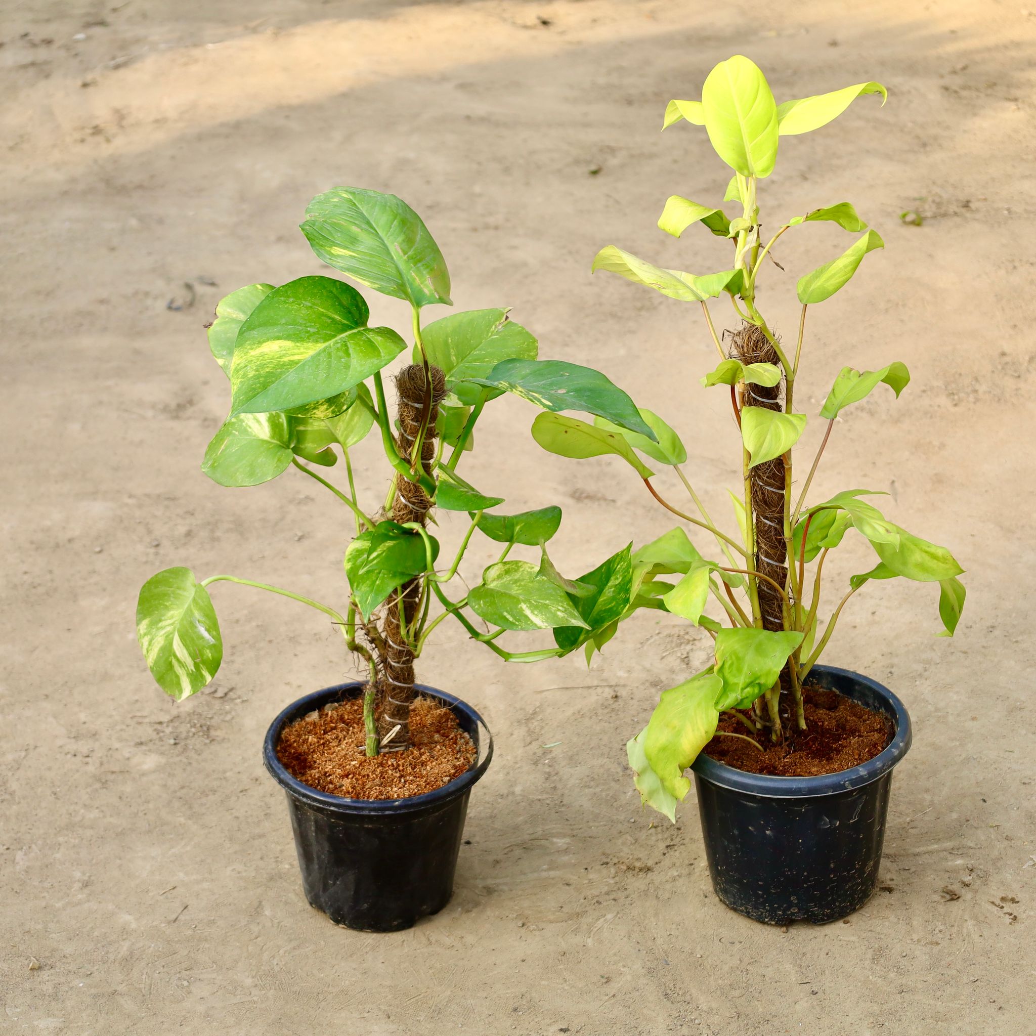 Set Of 2 - Money Plant And Philodendron Golden With Moss Stick In 8 Inch Nursery Pot