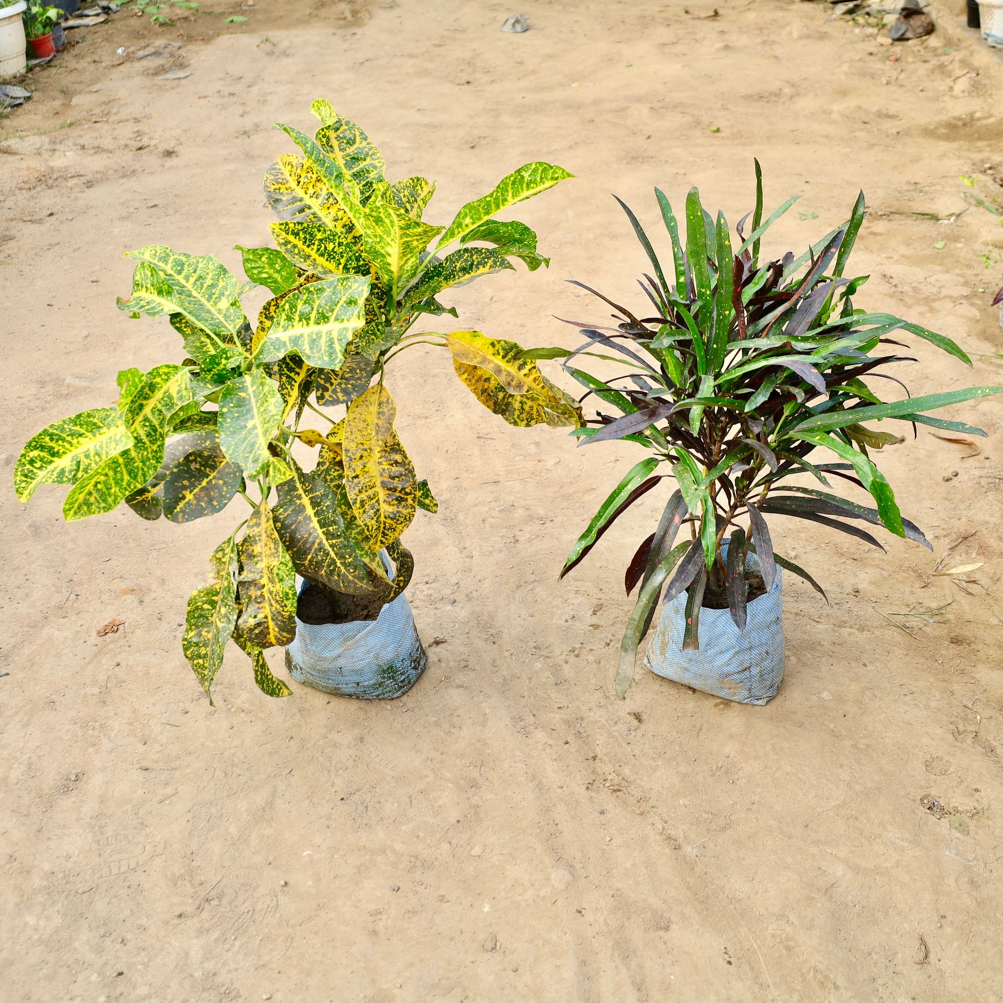 Set Of 2 - Mother Croton Black And Yellow In 10 Inch Nursery Bag
