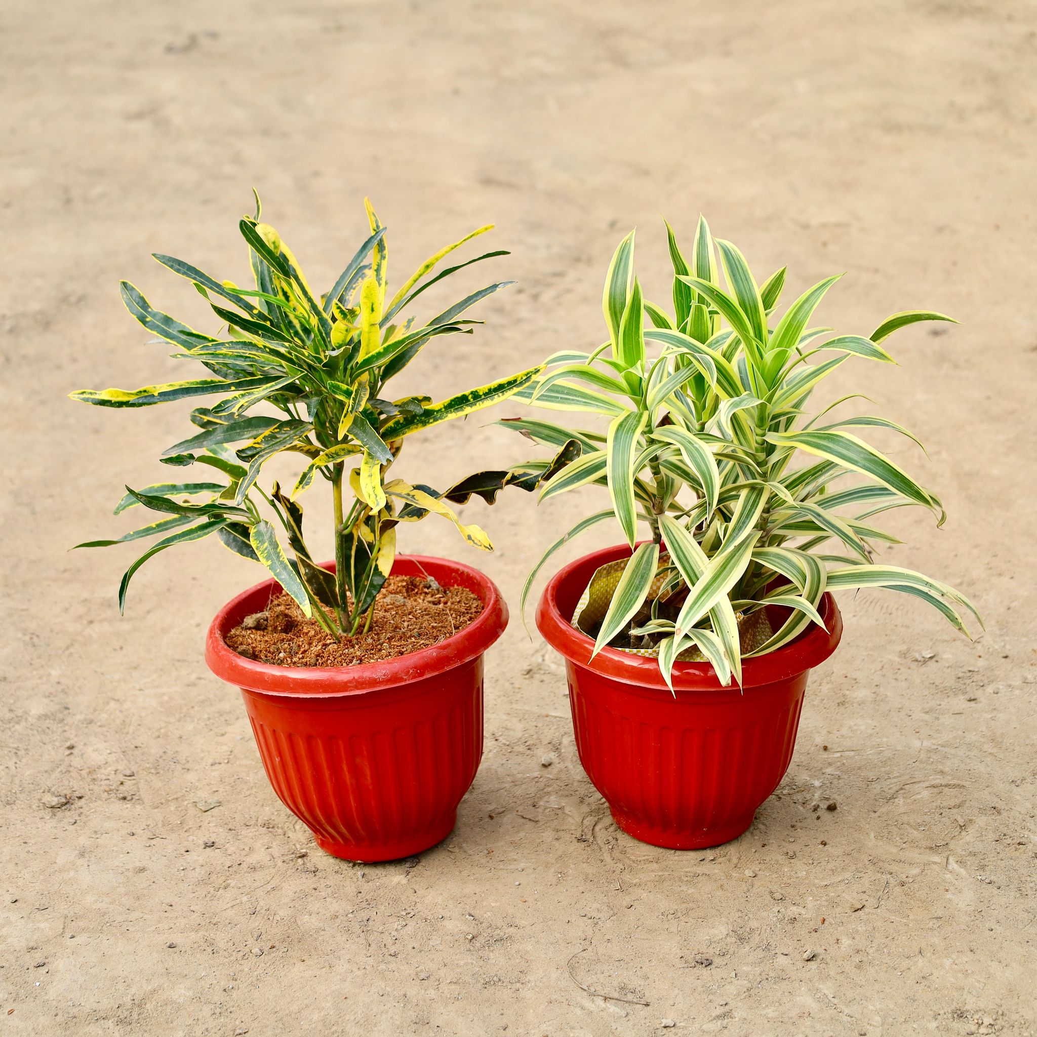 Set Of 2 - Song Of India And Screw Croton In 10 Inch Red Olive Plastic Pot